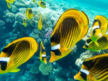 Kızıl Deniz mercan resifinde Chaetodon fasciatus veya Kelebek balığı