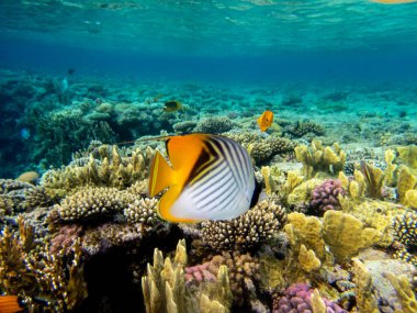 Kızıl Deniz mercan resifinde Chaetodon fasciatus veya Kelebek balığı