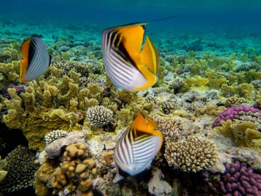 Kızıl Deniz mercan resifinde Chaetodon fasciatus veya Kelebek balığı