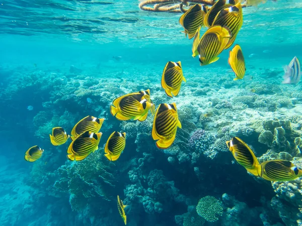 Kızıl Deniz mercan resifinde Chaetodon fasciatus veya Kelebek balığı