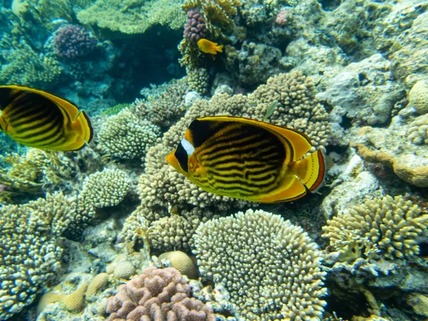 stock image Chaetodon fasciatus or Butterfly fish in the Red Sea coral reef