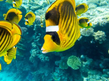 Kızıl Deniz mercan resifinde Chaetodon fasciatus veya Kelebek balığı