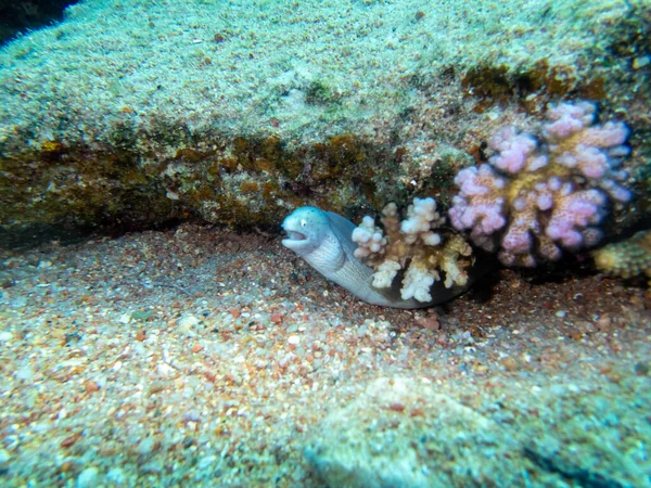 Vörös Tenger Korallzátonyán Vonszolt Kis Fehér Morayvadászat — Stock Fotó