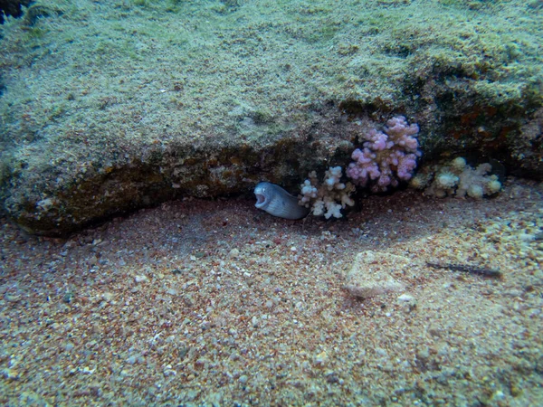 紅海のサンゴ礁に引っ張られた小さな白いモレイハント — ストック写真