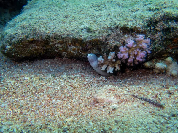 Маленькие Белые Мурены Охотятся Коралловый Риф Красного Моря — стоковое фото