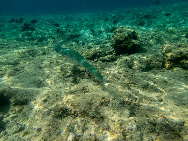 Pesce Fischio Maculato Blu Una Barriera Corallina Nel Mar Rosso — Foto Stock