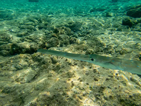 Pesce Fischio Maculato Blu Una Barriera Corallina Nel Mar Rosso — Foto Stock