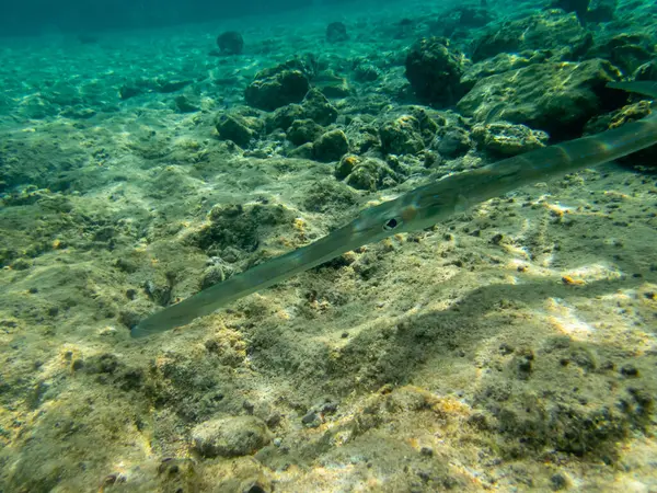 Modroskvrnité Hvízdající Ryby Korálovém Útesu Rudém Moři — Stock fotografie