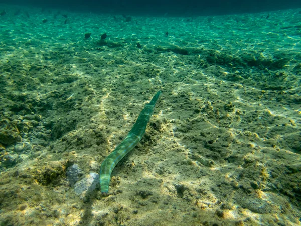 Ψάρι Μπλε Στίγματα Κοραλλιογενή Ύφαλο Στην Ερυθρά Θάλασσα — Φωτογραφία Αρχείου