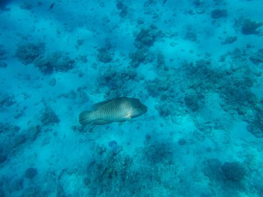 Napolyon balığı Kızıl Deniz 'in derinliklerinde Napolyon balığı Kızıl Deniz' in derinliklerinde.