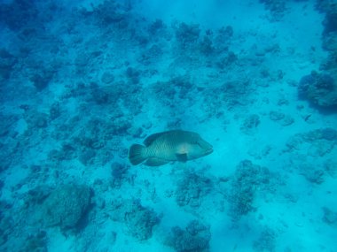 Napolyon balığı Kızıl Deniz 'in derinliklerinde Napolyon balığı Kızıl Deniz' in derinliklerinde.