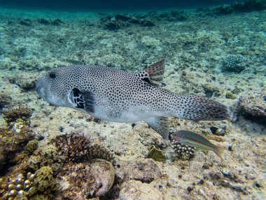 Kızıl Deniz mercan resifinde Arothron stellatus