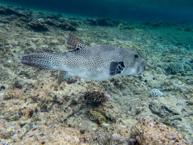 Kızıl Deniz mercan resifinde Arothron stellatus