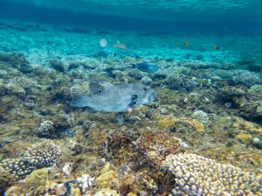 Kızıl Deniz mercan resifinde Arothron stellatus