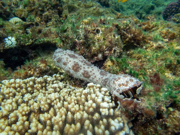Pearsonothuria Dans Récif Corallien Mer Rouge — Photo