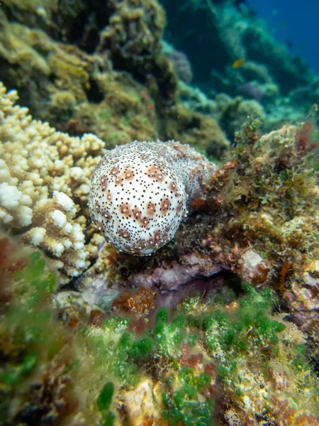 stock image Pearsonothuria in a Red Sea coral reef