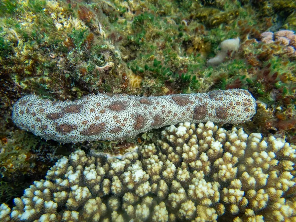 Pearsonothuria Arrecife Coral Del Mar Rojo — Foto de Stock