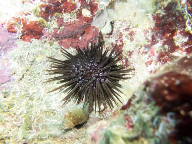 Echinometra mathaei Kızıl Deniz 'deki mercan resifinin dibinde.