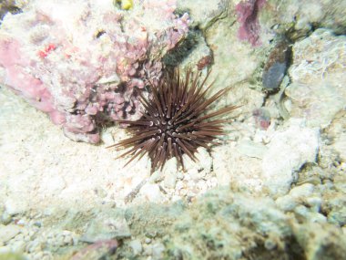 Echinometra mathaei Kızıl Deniz 'deki mercan resifinin dibinde.