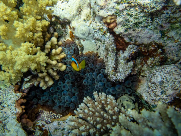 Klownfish Rafie Koralowej Morza Czerwonego Obok Ukwiałów Morskich — Zdjęcie stockowe