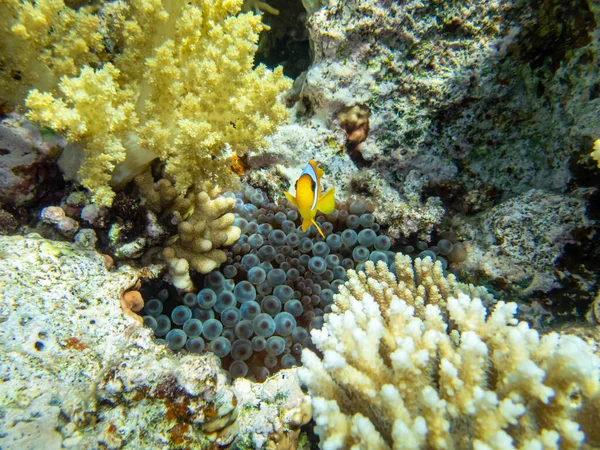 Clownfish Coral Reef Red Sea Next Sea Anemones — Stock Photo, Image