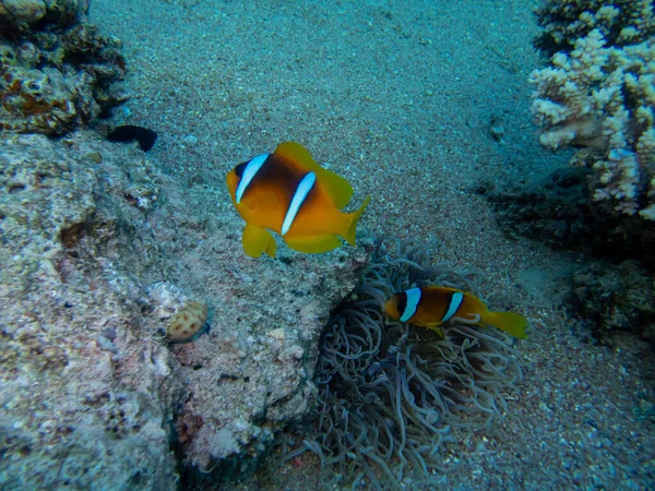 Payaso Arrecife Coral Del Mar Rojo Junto Anémonas Marinas —  Fotos de Stock