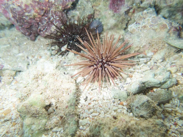 紅海のサンゴ礁の底にあるエキノメトラマタヘイ — ストック写真