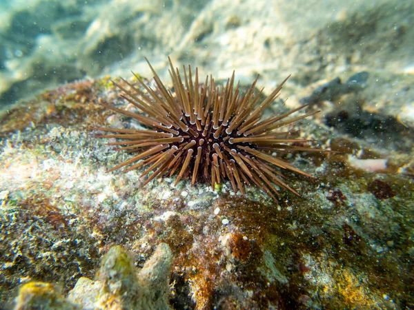 Echinometra Mathaei Kızıl Deniz Deki Mercan Resifinin Dibinde — Stok fotoğraf
