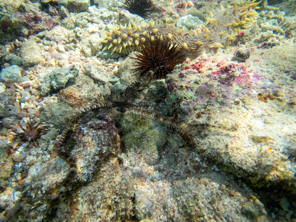 Echinometra Mathaei Fondo Arrecife Coral Mar Rojo — Foto de Stock