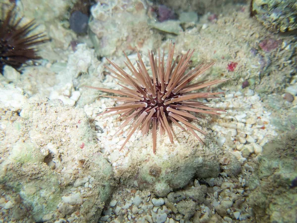 Echinometra Mathaei Egy Korallzátony Alján Vörös Tengeren — Stock Fotó