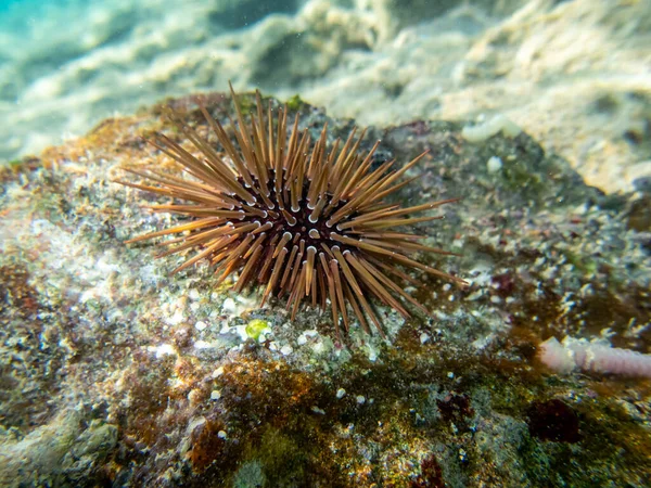Echinometra Mathaei Fondo Arrecife Coral Mar Rojo — Foto de Stock