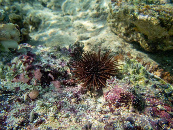Echinometra Mathaei Botten Ett Korallrev Röda Havet — Stockfoto