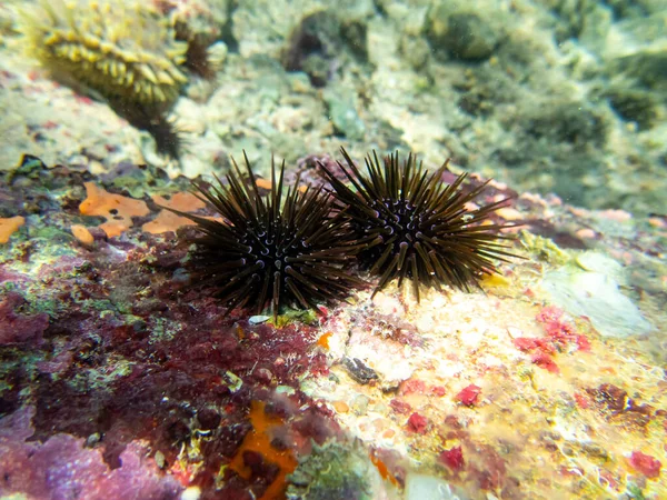 Echinometra Mathaei Дне Кораллового Рифа Красном Море — стоковое фото