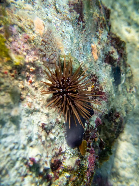 Echinometra Mathaei Dnie Rafy Koralowej Morzu Czerwonym — Zdjęcie stockowe