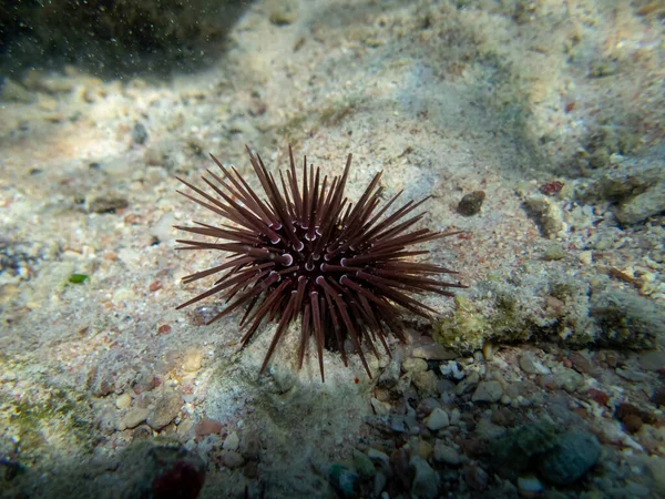 Echinometra Mathaei Fondo Arrecife Coral Mar Rojo —  Fotos de Stock