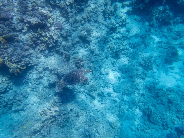 Kızıl Deniz Derinliklerinde Bir Mercan Resifinin Yanındaki Deniz Kaplumbağası — Stok fotoğraf