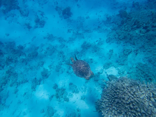 Havssköldpadda Djupet Röda Havet Intill Ett Korallrev — Stockfoto