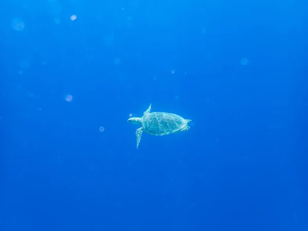 Zeeschildpad Diepten Van Rode Zee Naast Een Koraalrif — Stockfoto