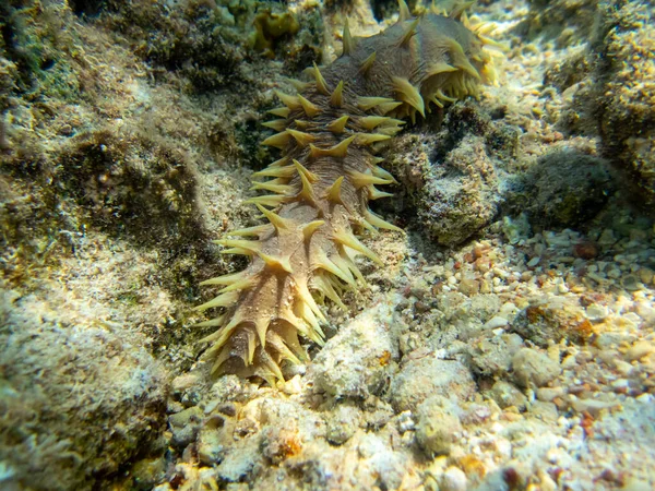 Kızıl Deniz Deki Mercan Resifinin Dibindeki Uzak Doğu Trepangı — Stok fotoğraf