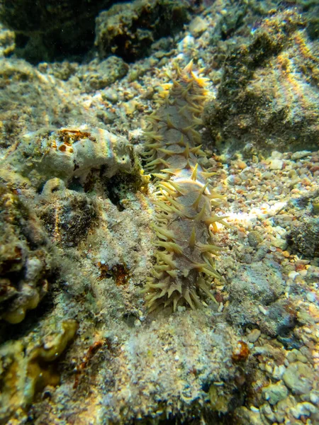 Fjärran Östern Trepang Botten Ett Korallrev Röda Havet — Stockfoto