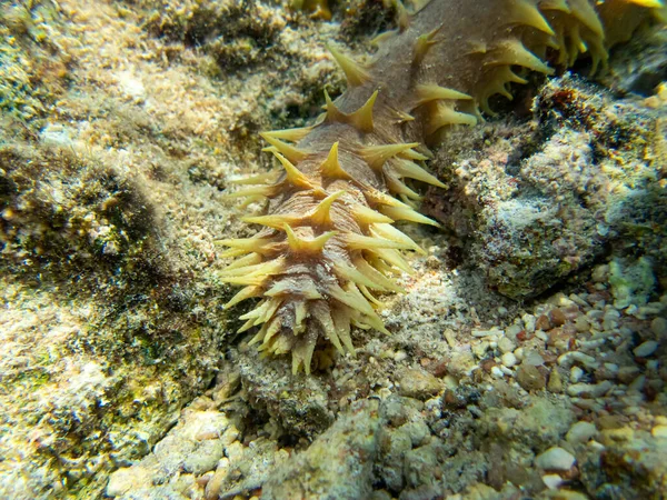 紅海のサンゴ礁の底にある極東の樹皮 — ストック写真
