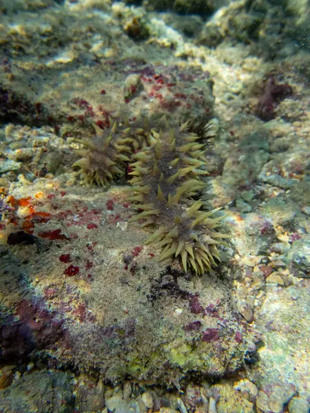 紅海のサンゴ礁の底にある極東の樹皮 — ストック写真
