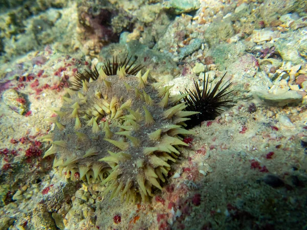 Trepang Extrême Oriental Fond Récif Corallien Dans Mer Rouge — Photo