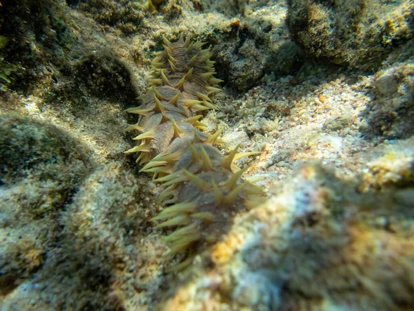 Trepang Del Lejano Oriente Fondo Arrecife Coral Mar Rojo — Foto de Stock