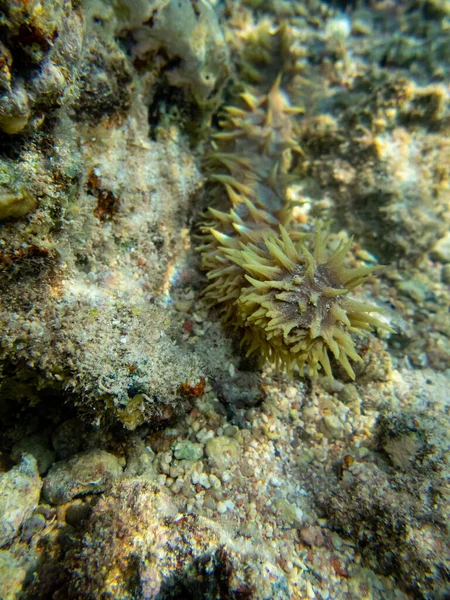 位于红海珊瑚礁底部的远东地区的海沟 — 图库照片