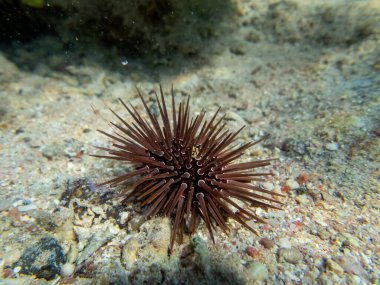 Echinometra mathaei Kızıl Deniz 'deki mercan resifinin dibinde.