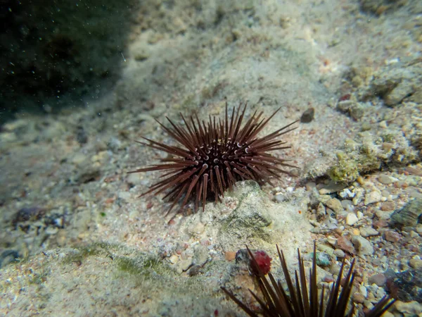 Echinometra Mathaei Fondo Arrecife Coral Mar Rojo —  Fotos de Stock