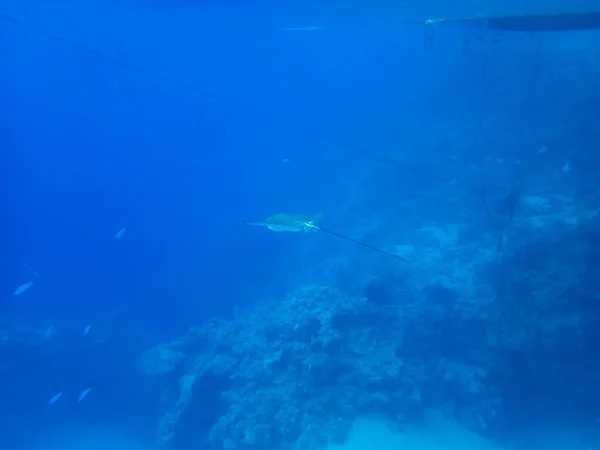Aetobatus Ocellatus Depths Red Sea — Stock Photo, Image