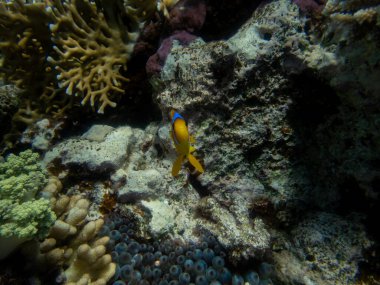 Kızıl Deniz 'deki mercan resifinde küçük bir palyaço balığı yaşar..