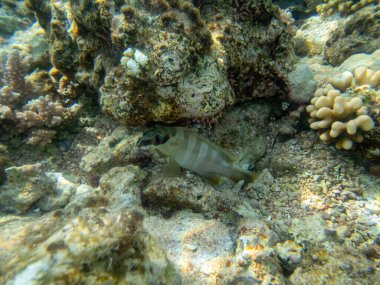 Kızıl Deniz 'deki mercan resifinin dibinde çizgili bir orfoz balığı.